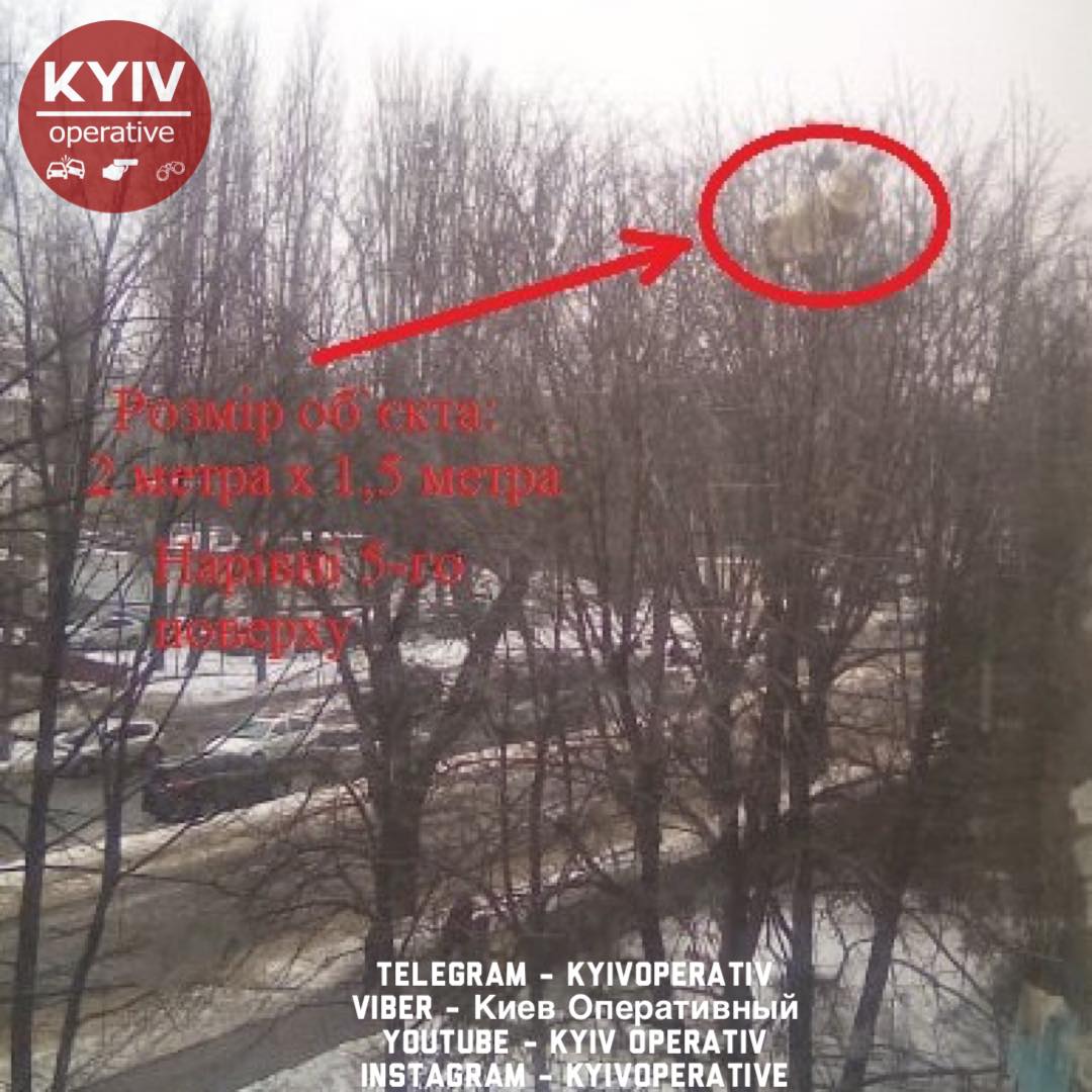В Киеве из окна многоэтажки выбросили диван. Он застрял на дереве и висит там 10 дней. Фото: facebook.com/KyivOperativ